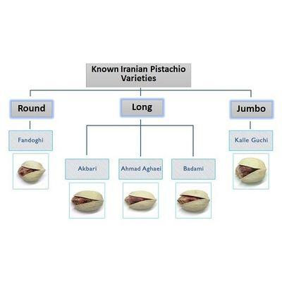 Picture Of Persian Pistachios Kalleh ghouchi 