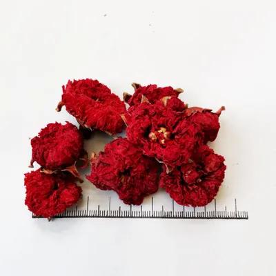 تصویر  Pomegranate flower