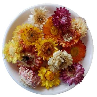 تصویر  Chrysanthemum