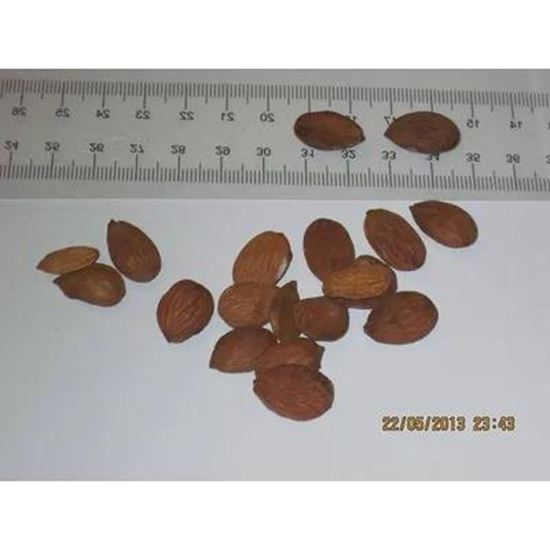 Picture Of peach kernel
