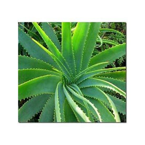 Picture Of Aloe vera
