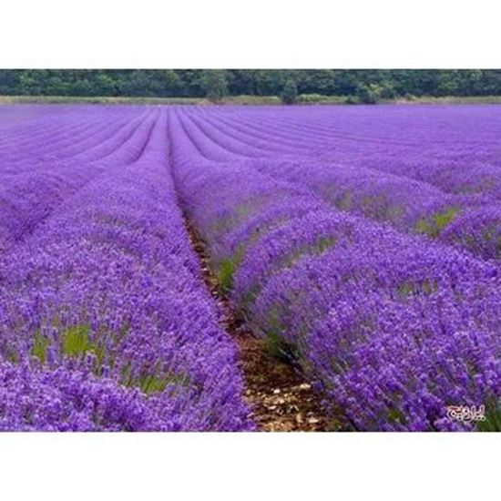 Picture Of Lavender