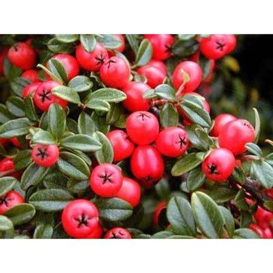 Picture Of cotoneaster nummularia