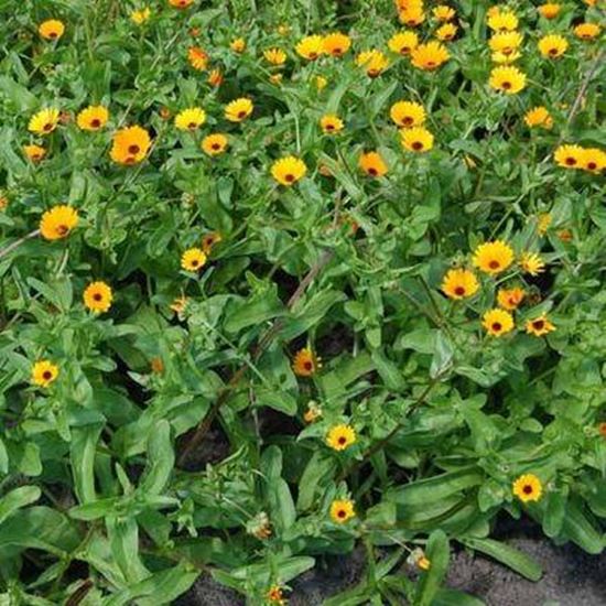 Picture Of Calendula officinalis