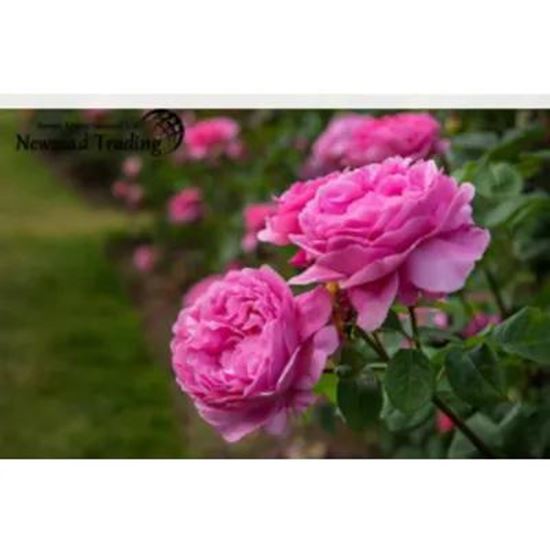 Picture Of Damask Rose