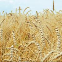 Wheat : Krishna – NWS 459