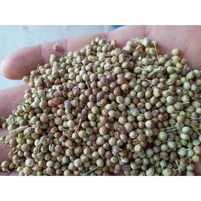 Picture Of Coriander Seed