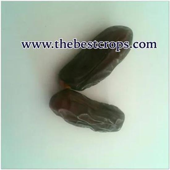 Picture Of Dried Date from Iran