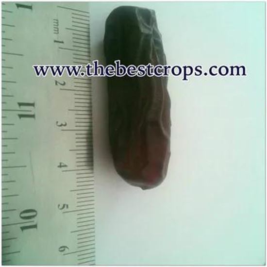 Picture Of Iranian Dried Date