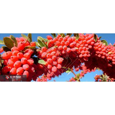 Picture Of Dried Barberry (Zereshk)