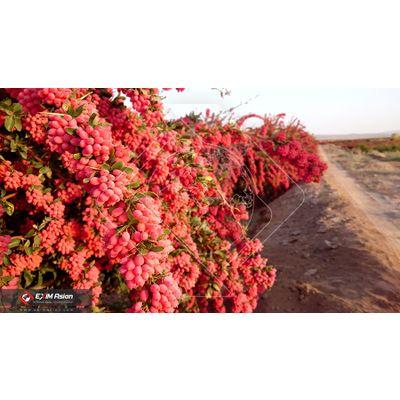 Picture Of Dried Barberry (Zereshk)