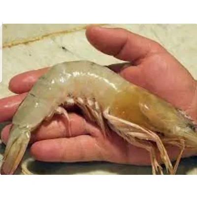 Picture Of Fresh and frozen shrimp. King shrimp and other types