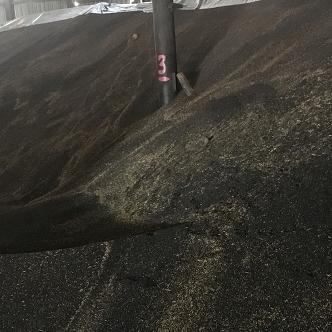 تصویر  Rapeseeds FCA Russia